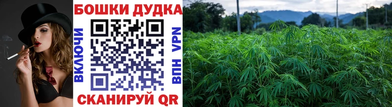 Марихуана индика  Камызяк 